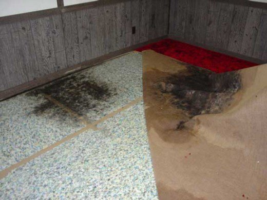 mould under vinyl floor kitchen