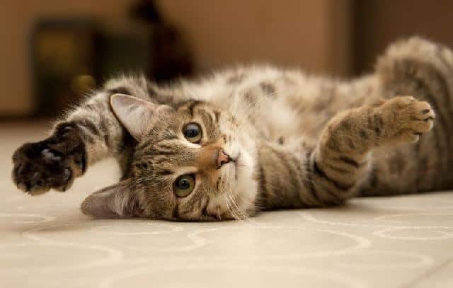 cat on marble floor